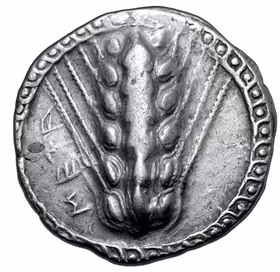 Lucanien, Metapontium - Stater. Cirka 510-470 f.Kr.  - Tilltalande exemplar