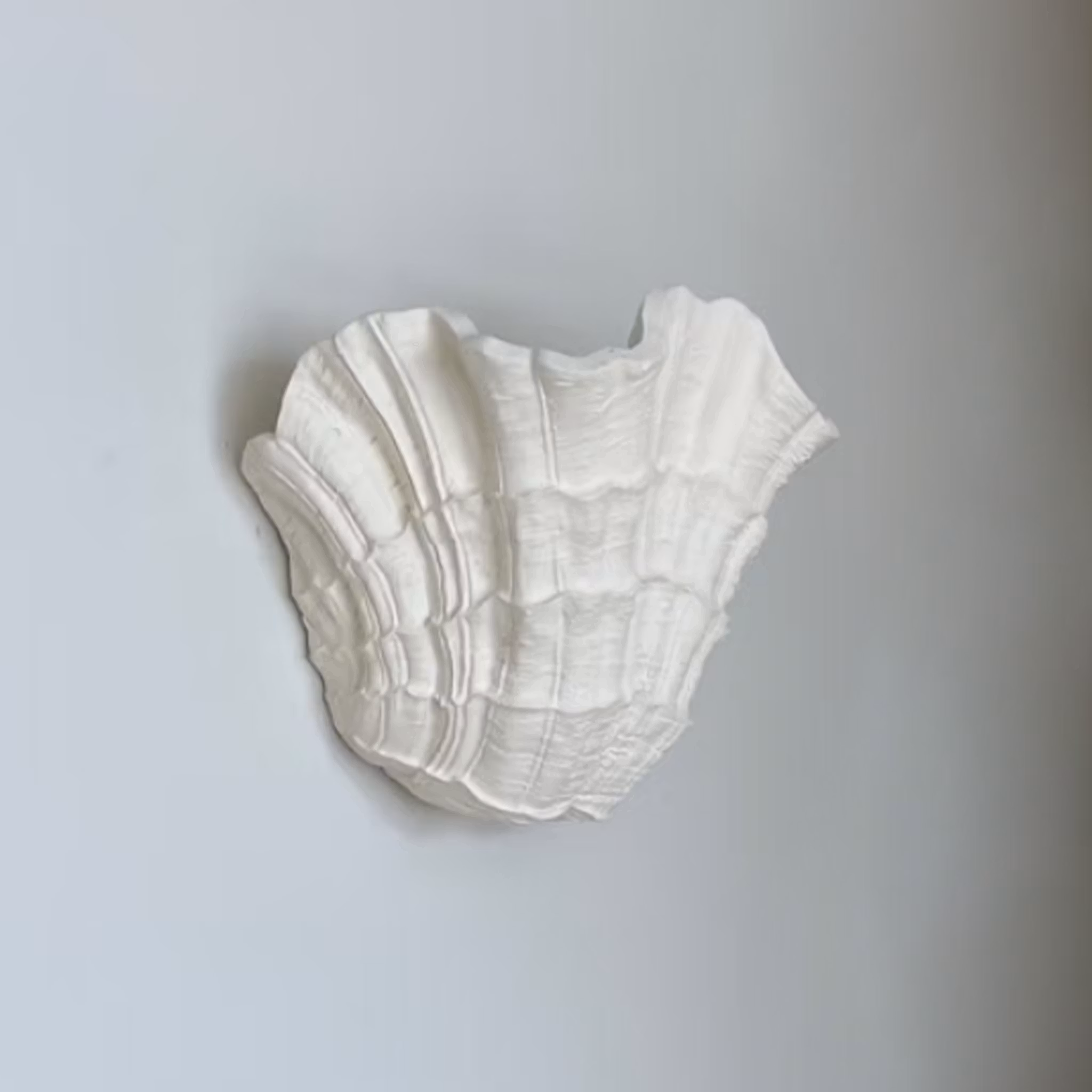 Shell Wall Sconce