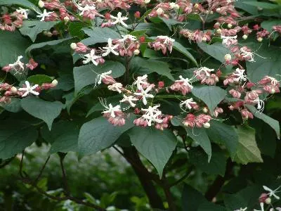 frilandsklerodendron-clerodendrum-trichotomum-plantido