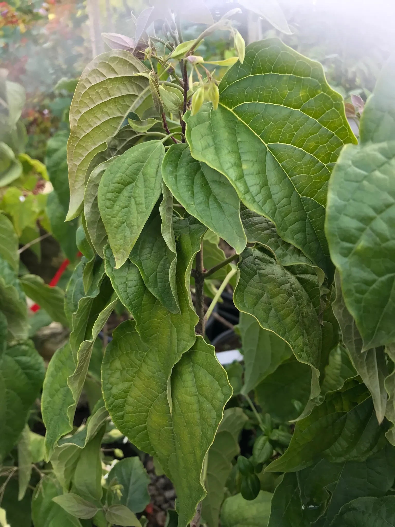 frilandsklerodendrum-clerodendrum-tichotomum-fargessi-plantido