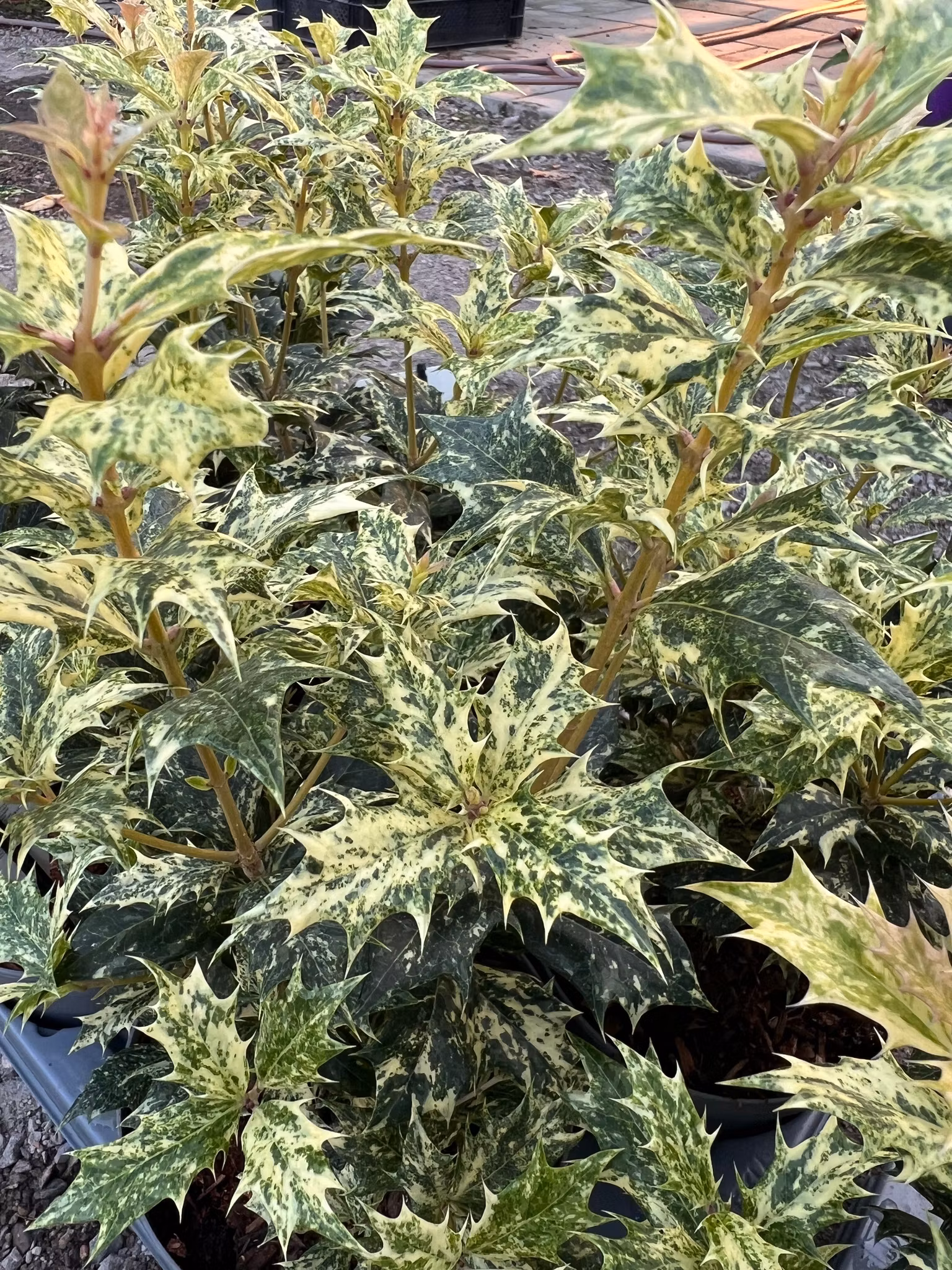 Doftbuske Osmanthus Goshiki Plantido Doftbuske Osmanthus Goshiki Plantido