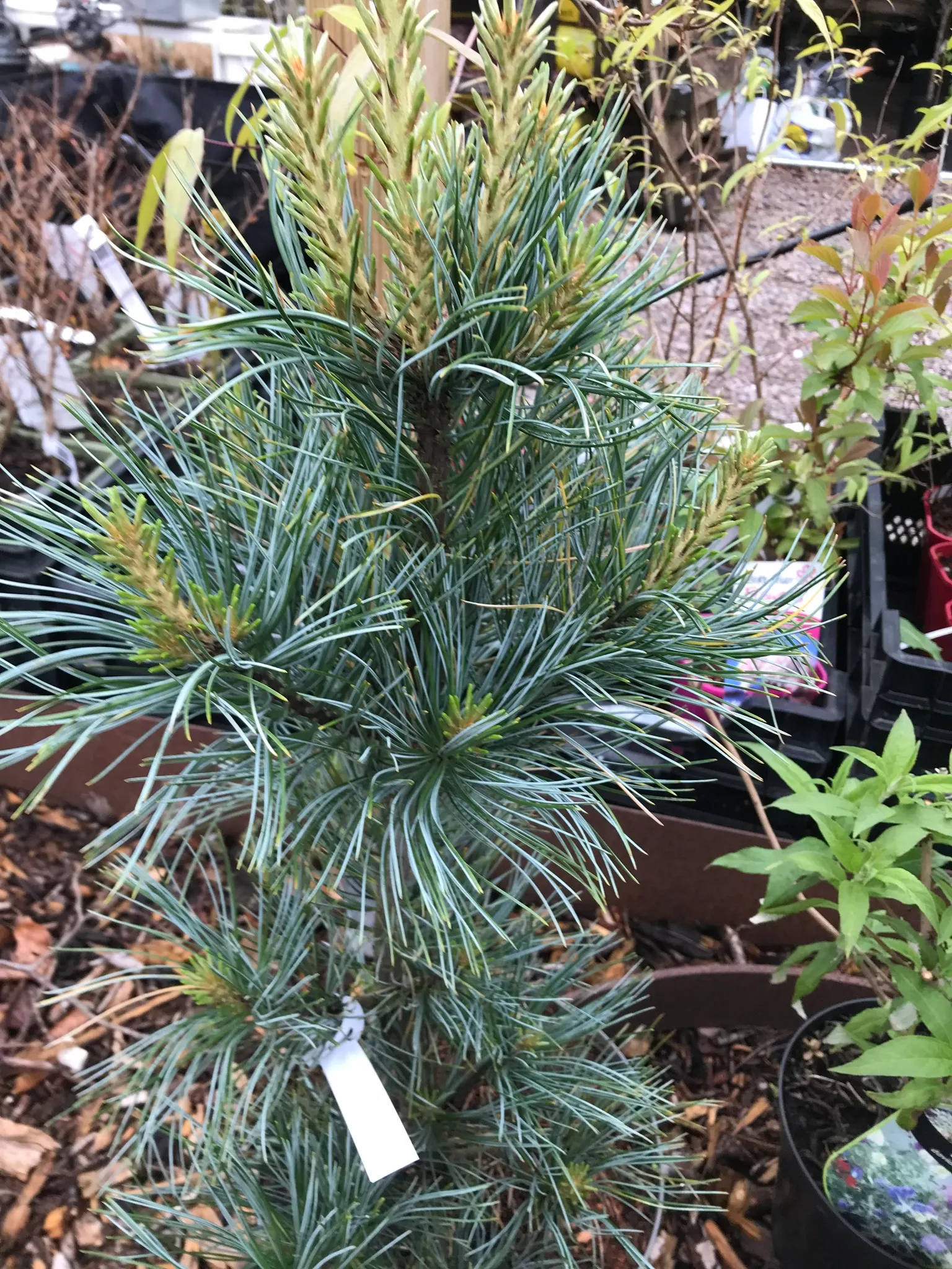 Silveroy Koreatall - Pinus koraiensis 'Silveray - Plantido