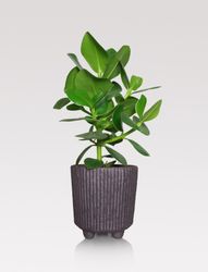 Terracotta pot