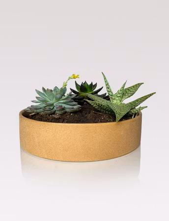 Ceramic - Planters