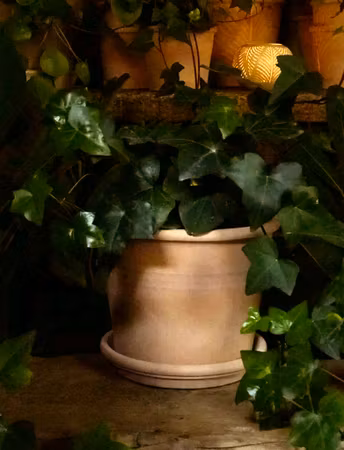 Terracotta - Plant pot