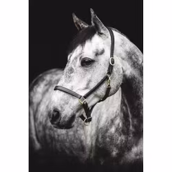 Lädergrimma, cob, Lippo Basic