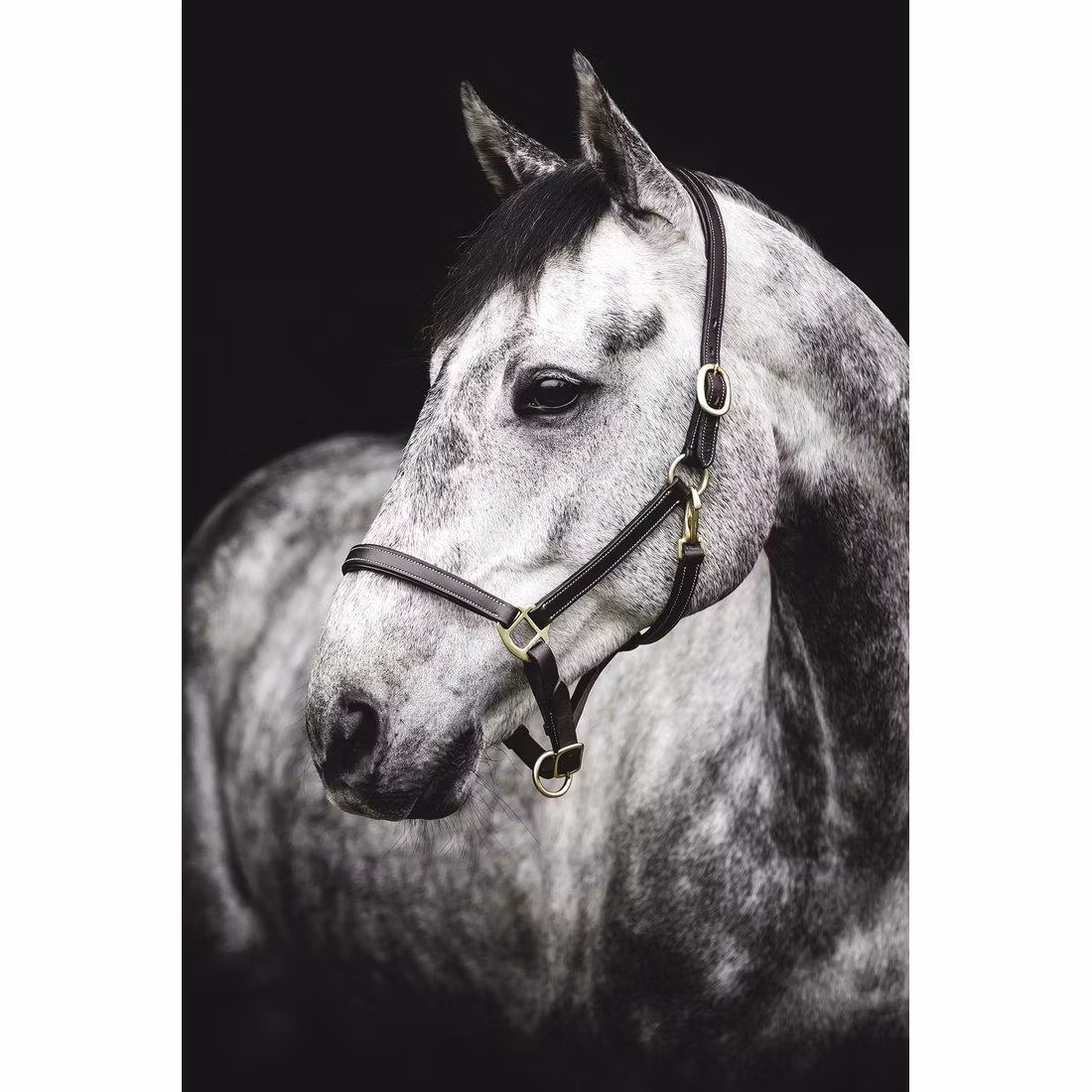 Lädergrimma, cob-xfull, Lippo Basic