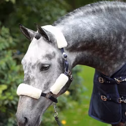 Grimludd set, Covalliero