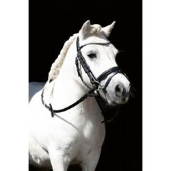 Aachenträns, shetland, HKM Shetty Diamond