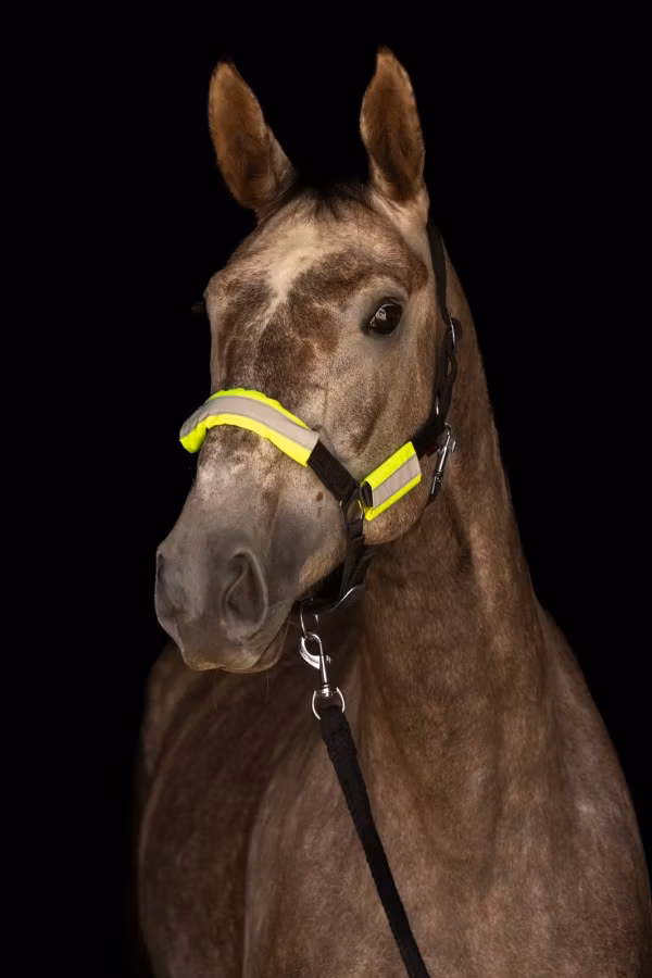 Tränsreflexer, Covalliero