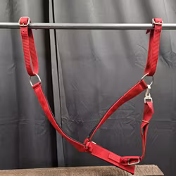 Westernbrösta, full