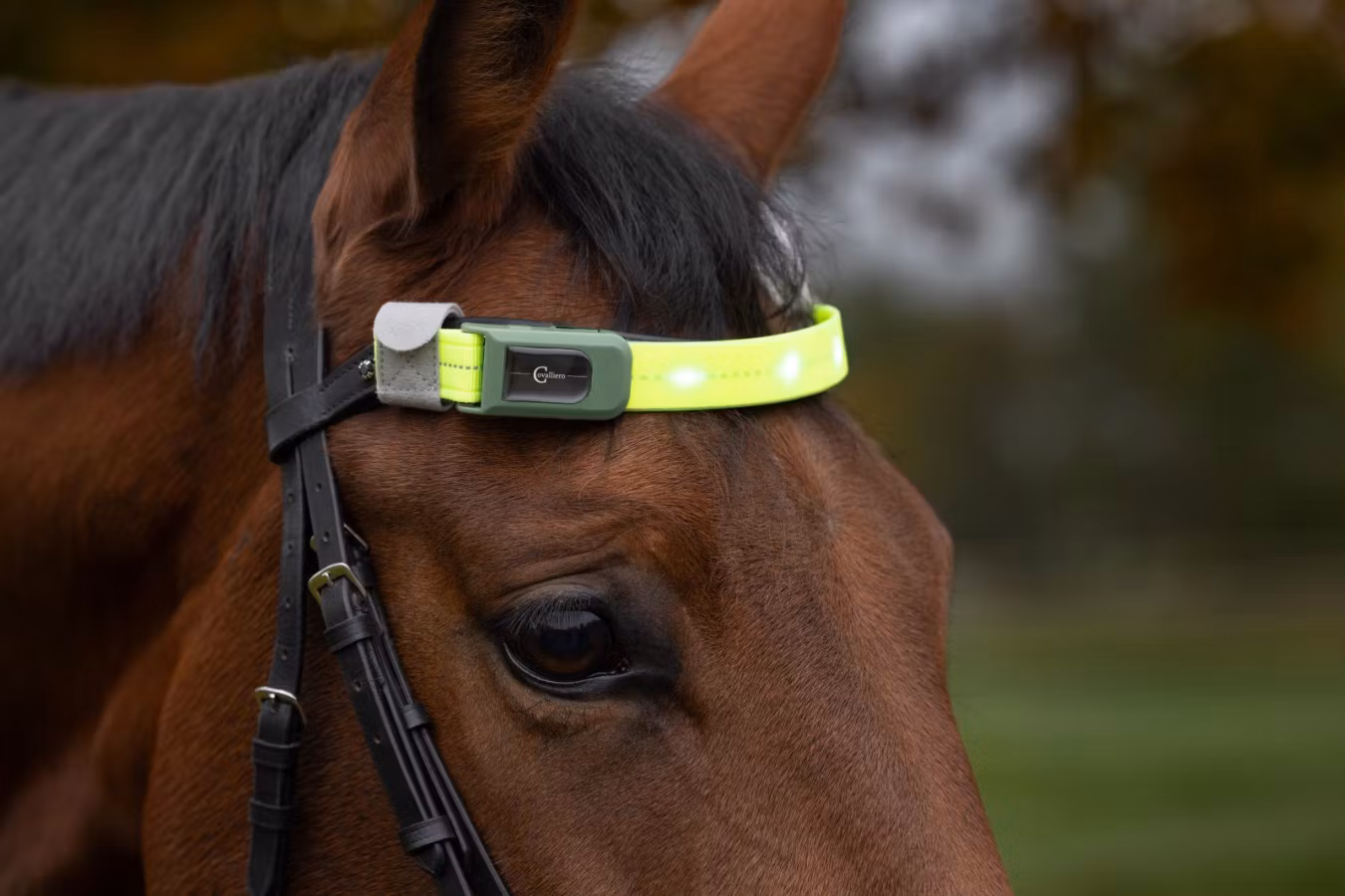 LED-reflexpannband, Covalliero