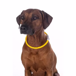 LED-halsband, HKM LED