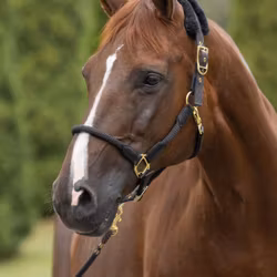 Nylongrimma, ponny-full, Covalliero Anniversary