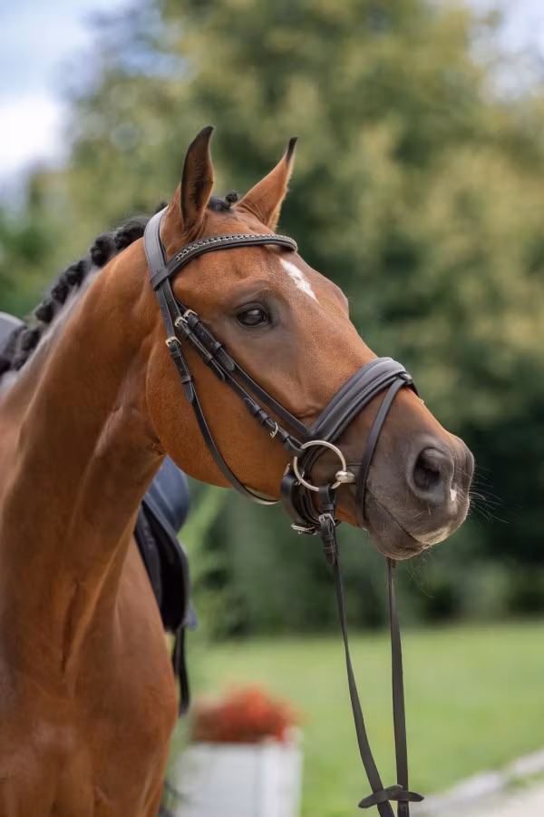 Aachenträns, ponny-full, Covalliero Swedish