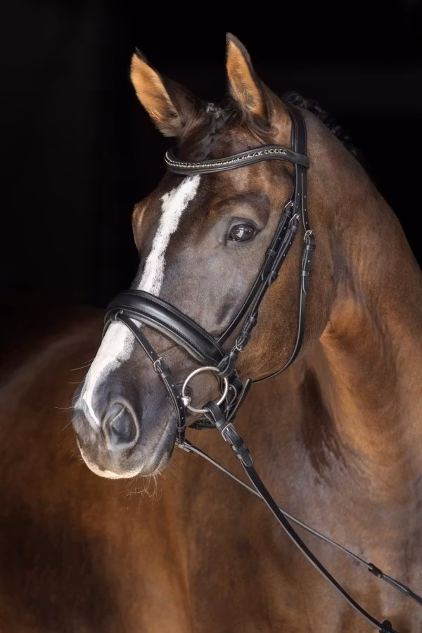 Aachenträns, ponny-full, Covalliero Swedish