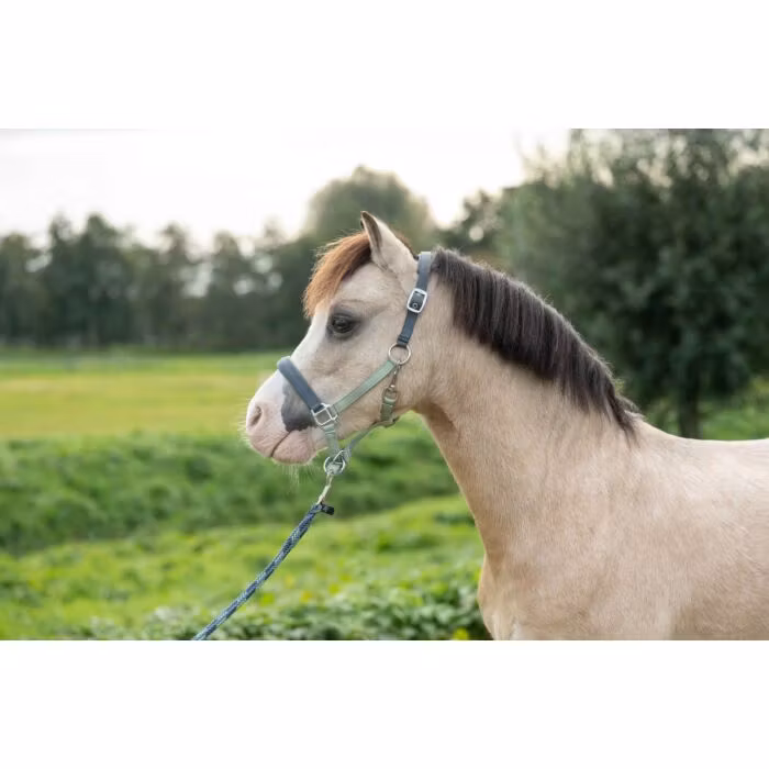 Nylongrimma, mini-ponny, HKM Barnie