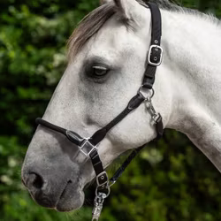 Nylongrimma, ponny-full, HKM Carlotta