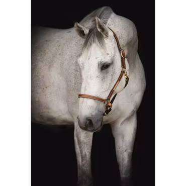 Lädergrimma, shetland-xfull, Lippo Supreme Midbrown