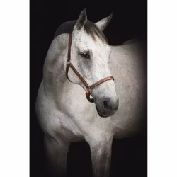 Lädergrimma, shetland-xfull, Lippo Supreme Midbrown