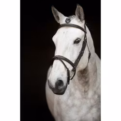 Aachenträns, shetland-full, Knights Sir Patric