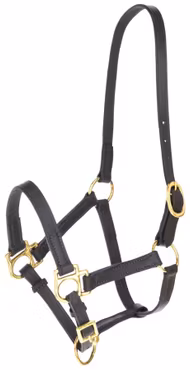 Lädergrimma, föl, Covalliero Eco