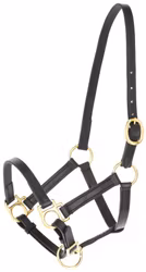 Lädergrimma, föl, Covalliero Eco