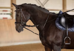 Thiedemanntygel, ponny-full, Covalliero