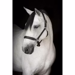 Lädergrimma, ponny-xfull, Lippo Basic