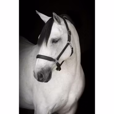 Lädergrimma, ponny-xfull, Lippo Basic