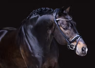 Aachenträns, ponny-xfull, Finesse Himalaya