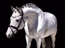 Aachenträns, ponny-xfull, Finesse Himalaya