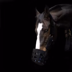 Betesreducerare, shetland-XF, Hansbo Sport