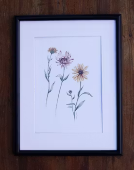 Poster Ringblommor