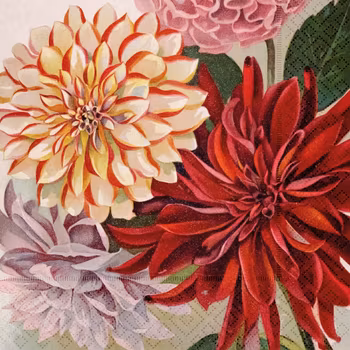 Servetter dahlia