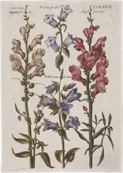 Kökshandduk blommor
