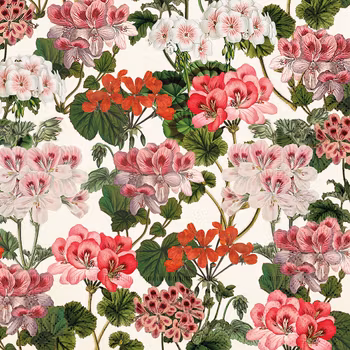 Lunchservetter pelargoner