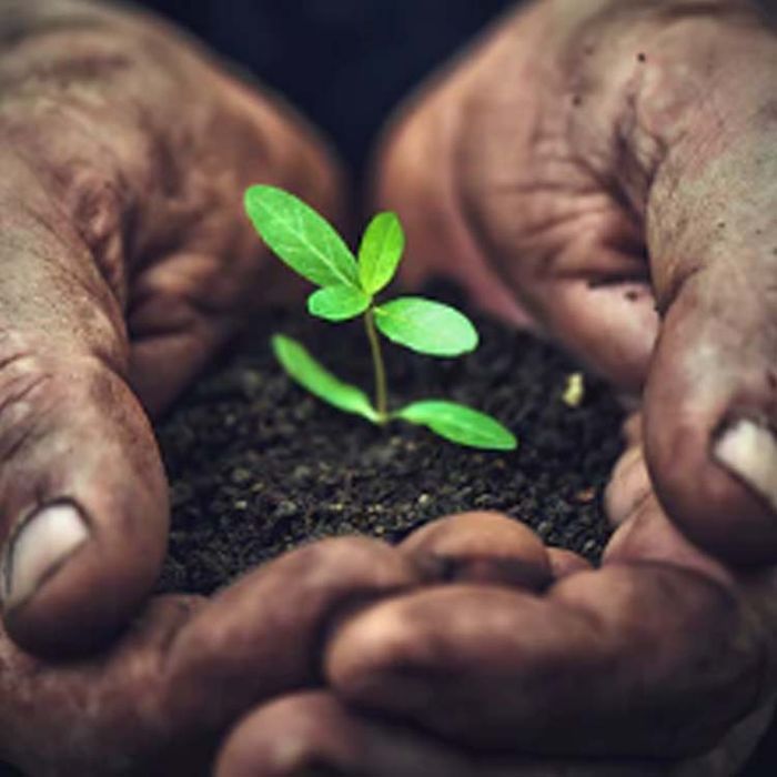 Tinktur Rooted Life Bliss - Örtfabriken