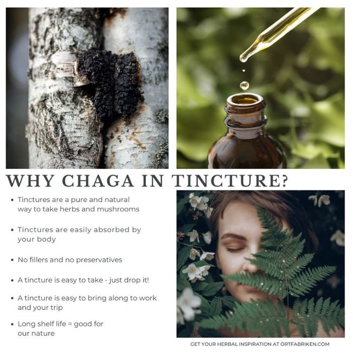 Chaga (svamp) tinktur - Örtfabriken