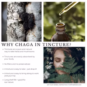 Chaga (svamp) tinktur - Örtfabriken Chaga (svamp) tinktur - Örtfabriken