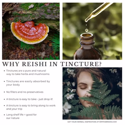 Reishi (svamp) tinktur - Örtfabriken Reishi (svamp) tinktur - Örtfabriken