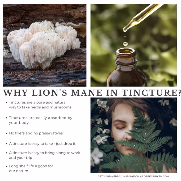 Lion´s Mane (svamp) tinktur - Örtfabriken