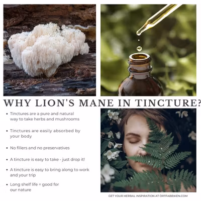 Lion´s Mane (svamp) tinktur - Örtfabriken Lion´s Mane (svamp) tinktur - Örtfabriken
