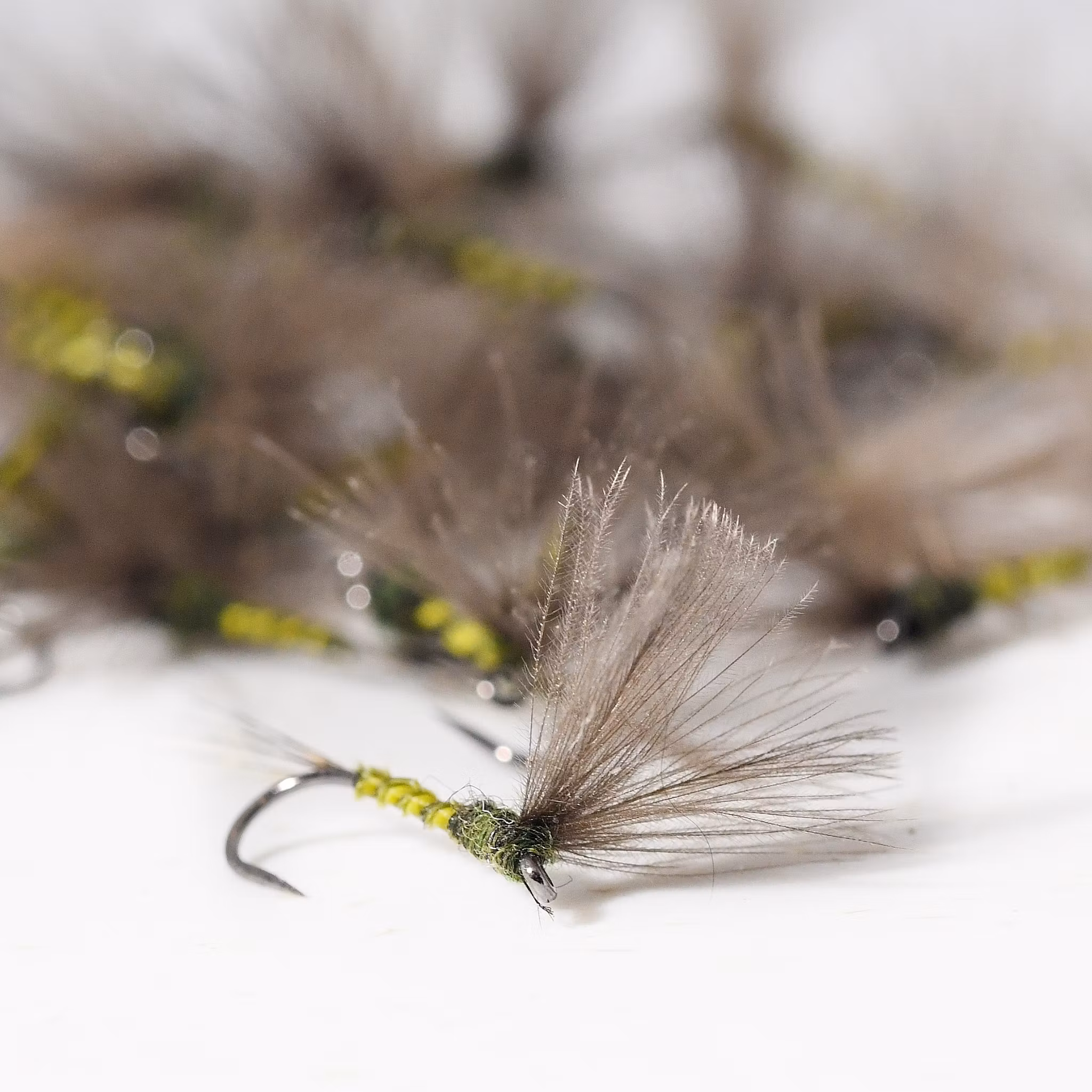 Biot Baetis