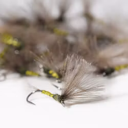 Biot Baetis