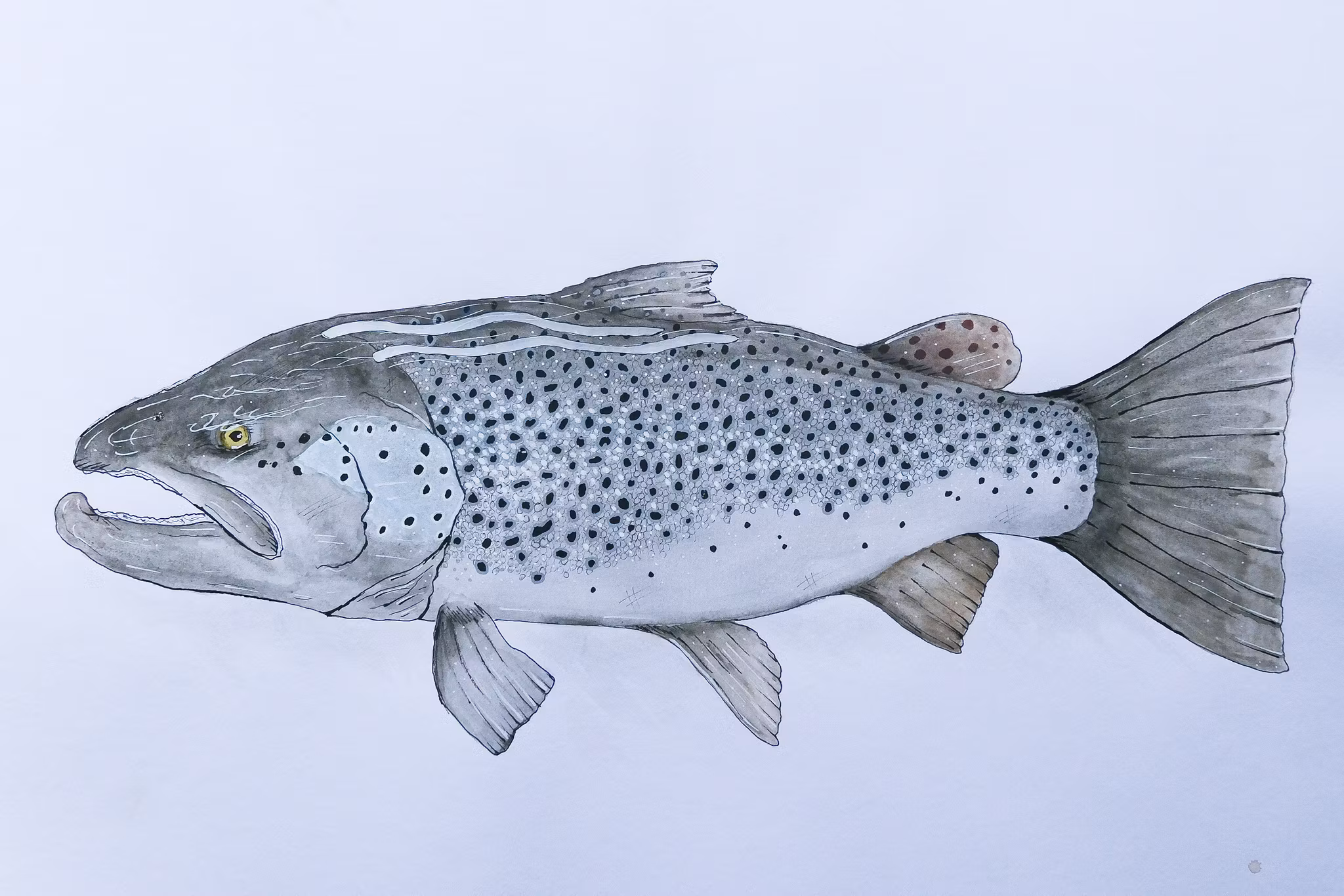 Searun Brown Trout - Havsöring