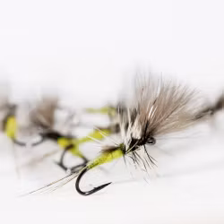 Crippled Baetis