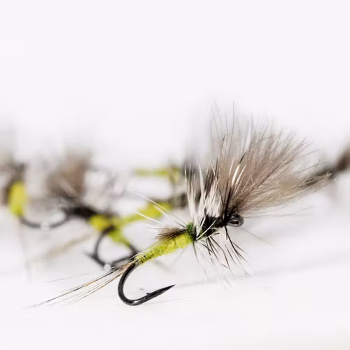 Crippled Baetis