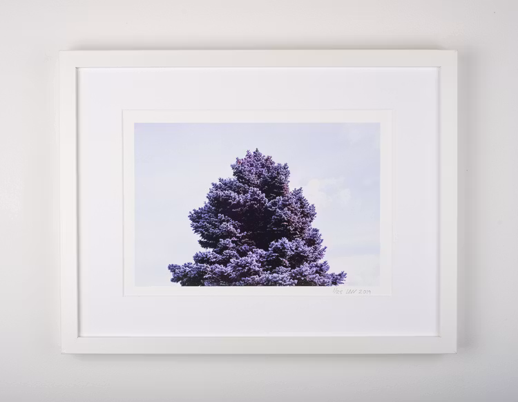 ”purple tree”