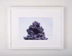 ”purple tree”
